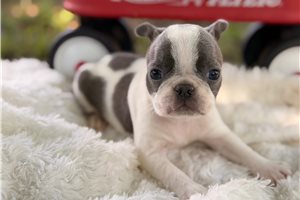 Patty - puppy for sale