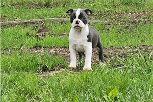 Daniel - Boston Terrier for sale