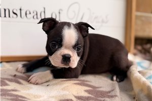 Pheonix - Boston Terrier for sale