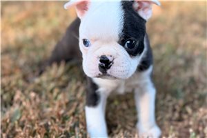 Cashmere - Boston Terrier for sale