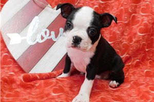 Dre - Boston Terrier for sale