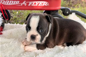 Plum - puppy for sale