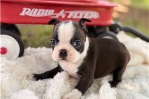 Pheonix - puppy for sale