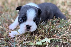 Cassie - Boston Terrier for sale