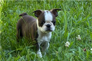 Pascal - Boston Terrier for sale
