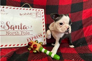 Luna - Boston Terrier for sale
