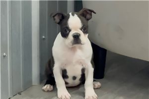Brahma - Boston Terrier for sale