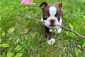Emmanuel - Boston Terrier for sale