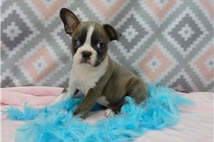 Love - Boston Terrier for sale