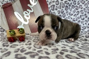 Foster - Boston Terrier for sale