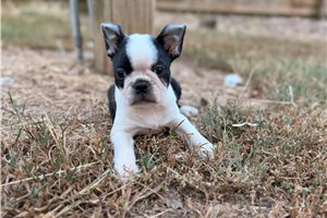 Dale - puppy for sale