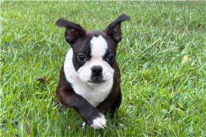 Pheonix - Boston Terrier for sale