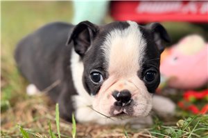 Champ - Boston Terrier for sale
