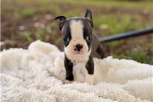 Mindy - Boston Terrier for sale