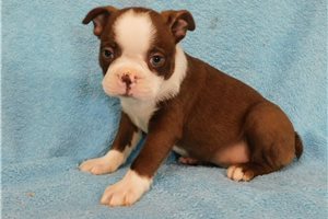 Perry - Boston Terrier for sale