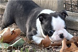 Toshi - Boston Terrier for sale