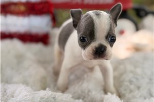 Petey - puppy for sale