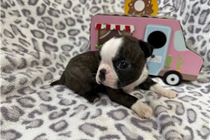 Kayden - puppy for sale