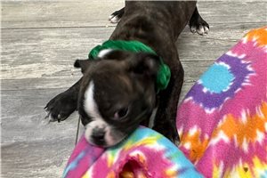 Victor - Boston Terrier for sale