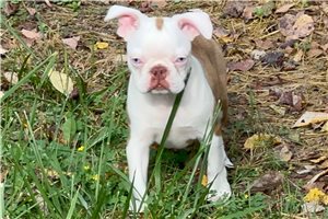 Thomas - puppy for sale