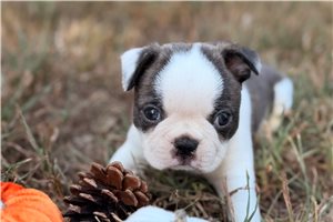 Catelyn - Boston Terrier for sale