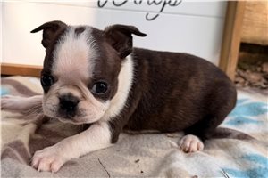 Pascal - Boston Terrier for sale