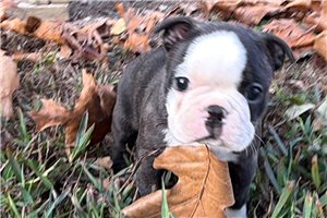 Tila - Boston Terrier for sale