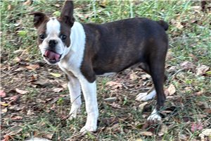 Pascal - Boston Terrier for sale