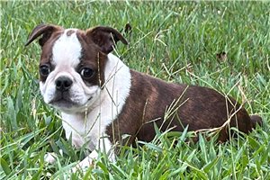 Pascal - Boston Terrier for sale