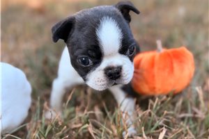 Cassie - Boston Terrier for sale
