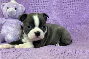 Daisy - Boston Terrier for sale