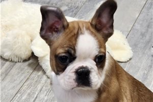 Anthony - Boston Terrier for sale