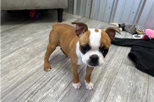 Esme - Boston Terrier for sale