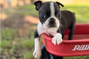 Paisley - Boston Terrier for sale