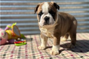 Eric - Boston Terrier for sale