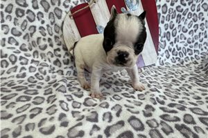 Edgar - Boston Terrier for sale