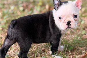 Catelyn - puppy for sale