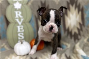 Vicki - puppy for sale