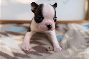 Starla - Boston Terrier for sale