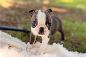 Minnie - Boston Terrier for sale