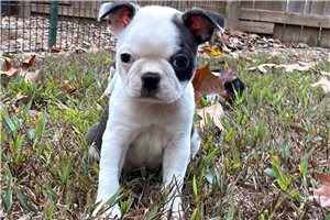 Catia - Boston Terrier for sale