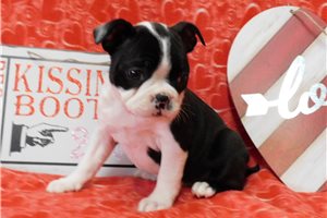Precious - Boston Terrier for sale