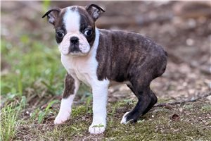 Minnie - Boston Terrier for sale