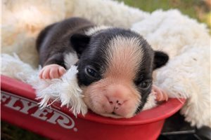 Sterling - Boston Terrier for sale