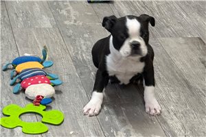 Bennett - puppy for sale