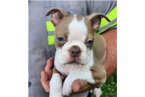 Vince - Boston Terrier for sale