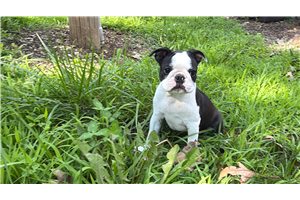 Kingston - Boston Terrier for sale