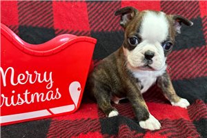 Mars - Boston Terrier for sale