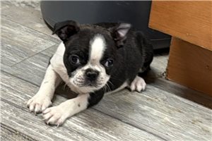 Cassie - Boston Terrier for sale