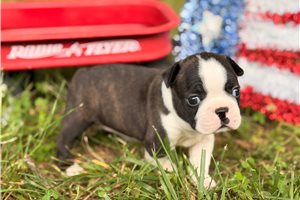 Minsa - Boston Terrier for sale